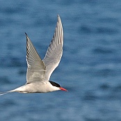 Arctic Tern  "Sterna paradisaea"